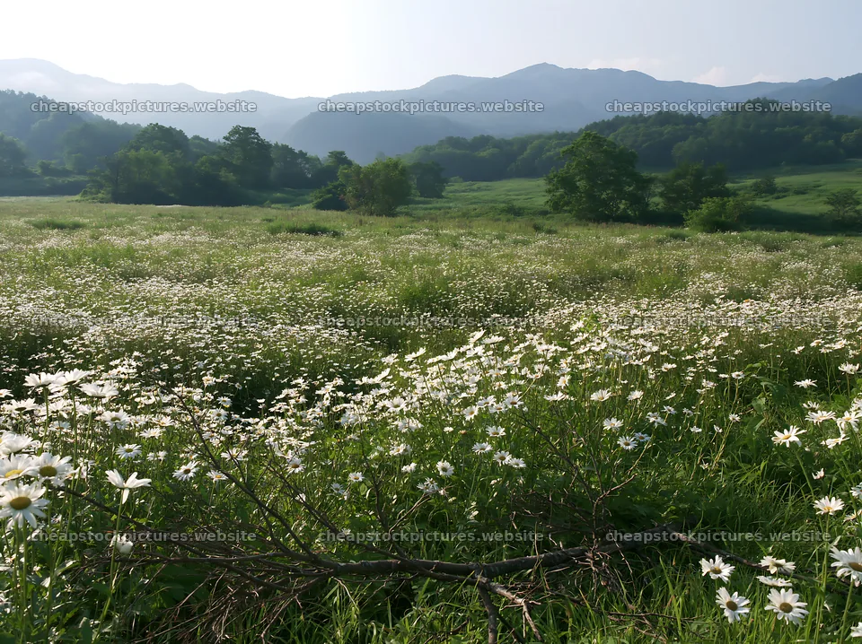 Yamagata rewilded meadow fallen branch foreground with flowers – stock pictures 9174x6866
