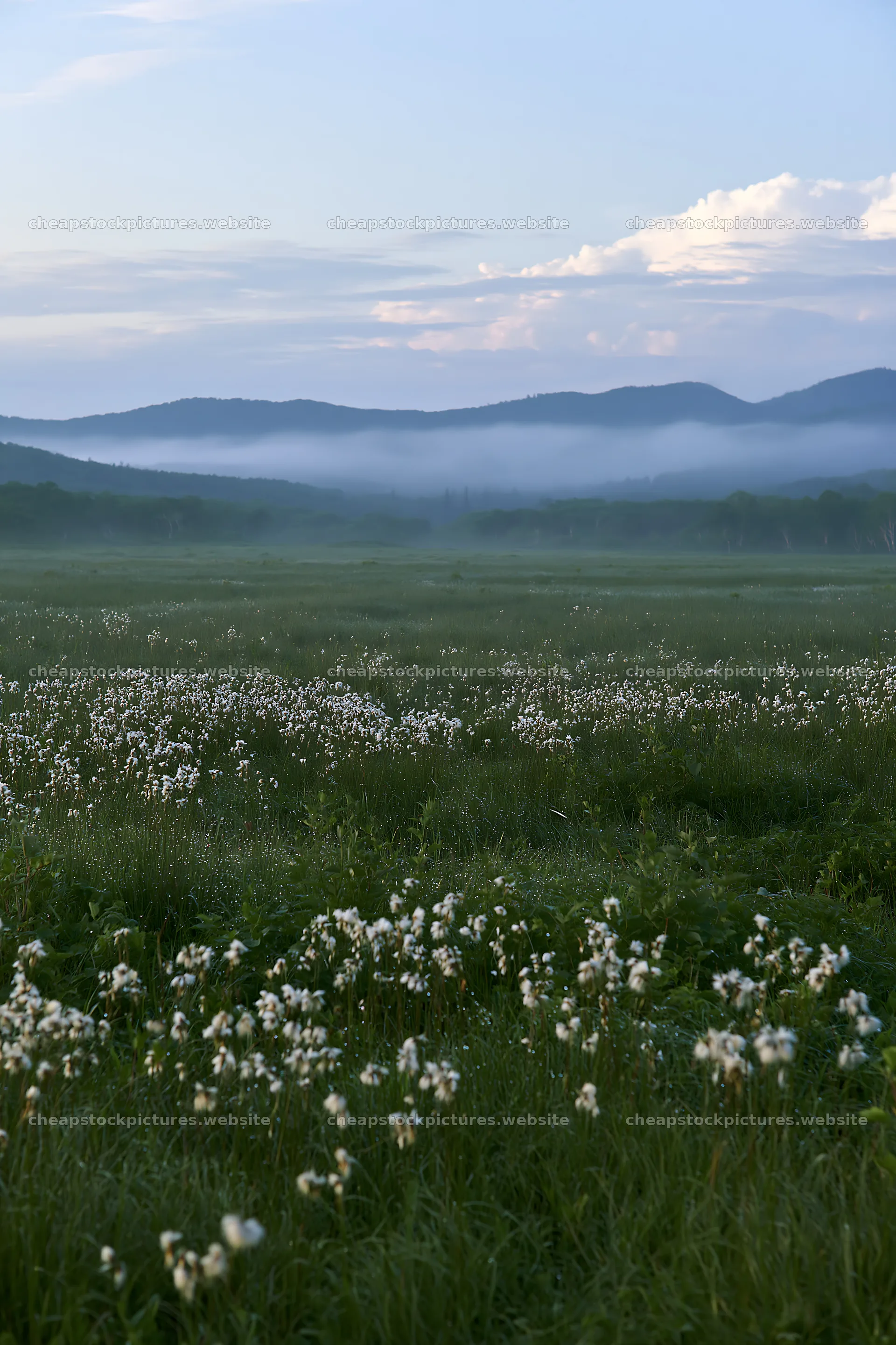 Expansive Hokkaido restoration meadow with dewdrops – stock pictures 6480x9722