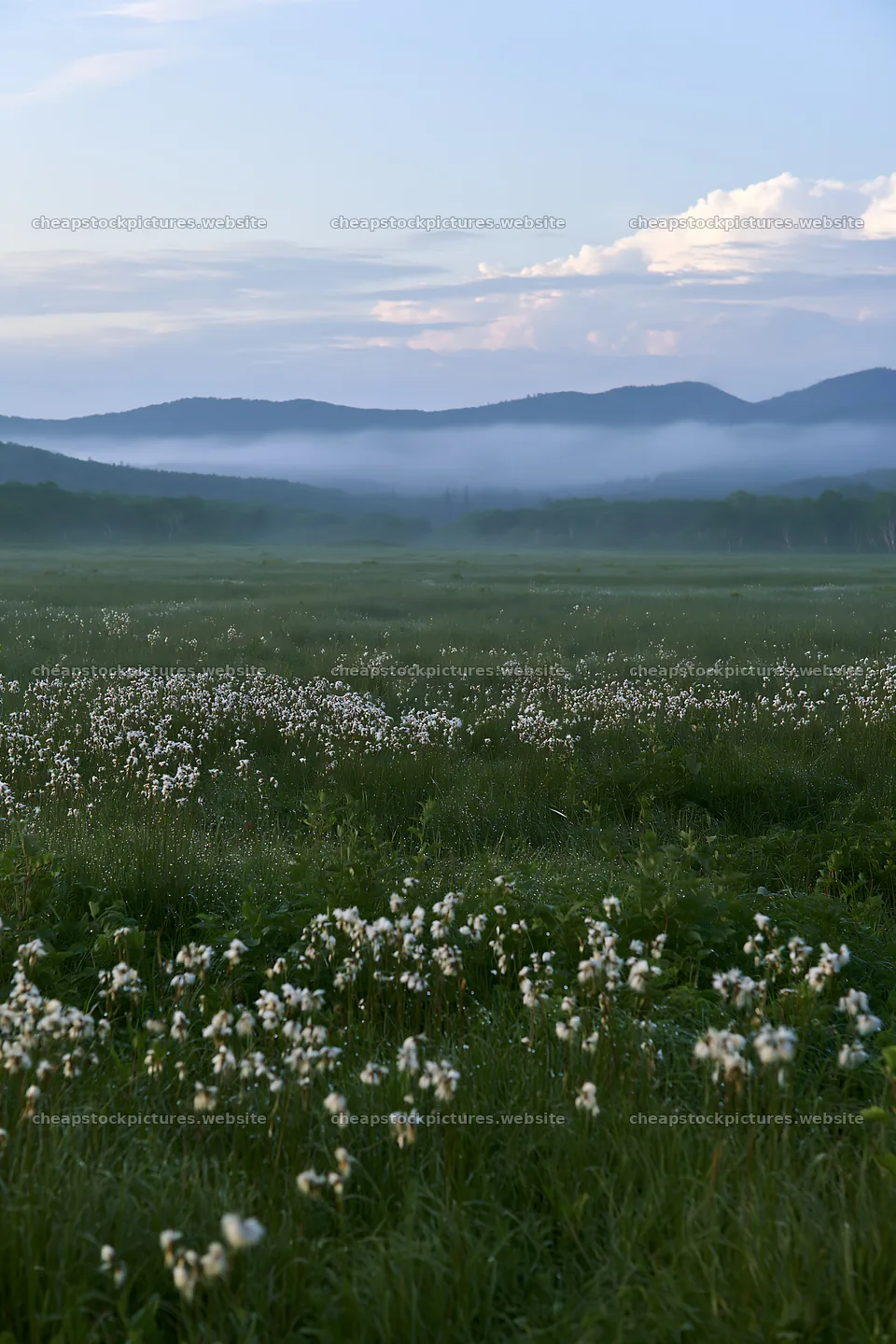 Expansive Hokkaido restoration meadow with dewdrops – stock pictures 6480x9722