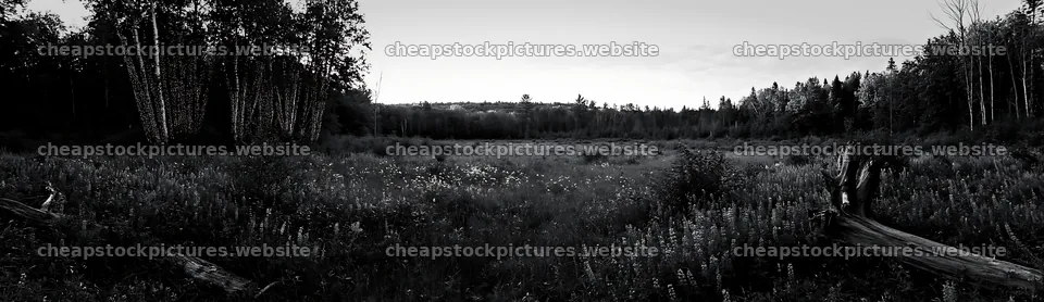 Expansive meadow with driftwood and lights in Christmas setting – stock pictures 14762x4268