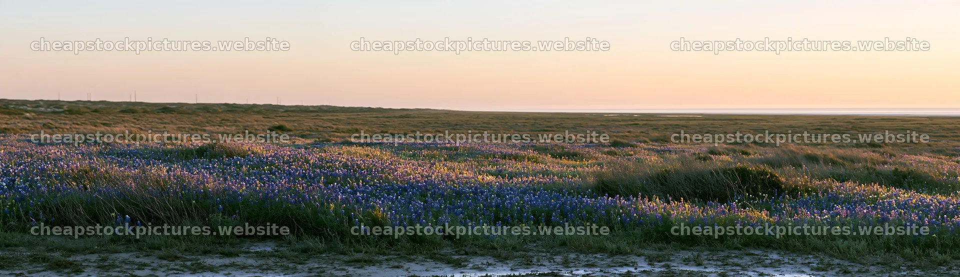 Bluebonnet meadow at sunrise with soft light over flowers – stock pictures 14762x4268