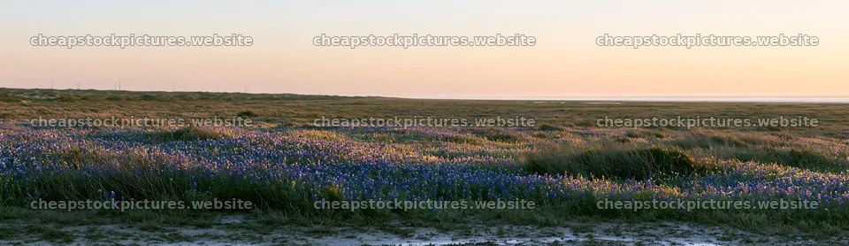 Bluebonnet meadow at sunrise with soft light over flowers – stock pictures 14762x4268