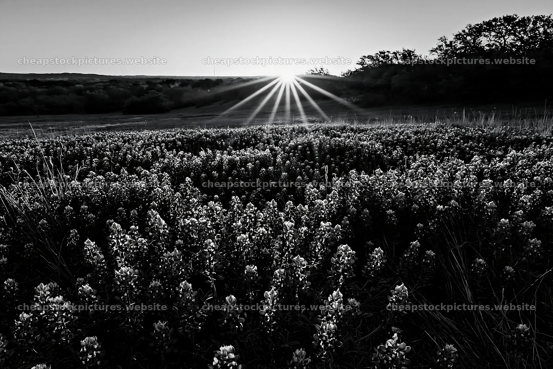Bluebonnet meadow at sunrise in black and white – stock pictures 9722x6480