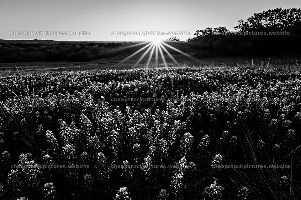 Bluebonnet meadow at sunrise in black and white – stock pictures 9722x6480