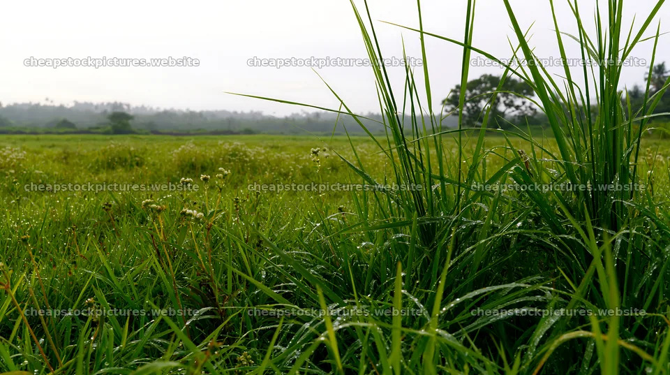 Kochi monsoon meadow rain beaded grasses glisten in the wet fields – stock pictures 10608x5938