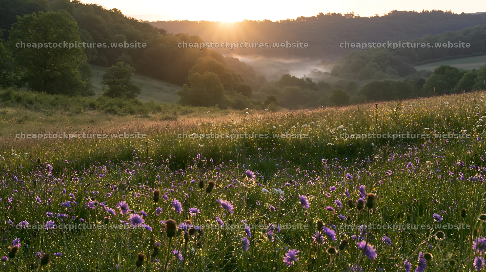 Meadow with knapweed at sunrise in serene landscape – stock pictures 10608x5938