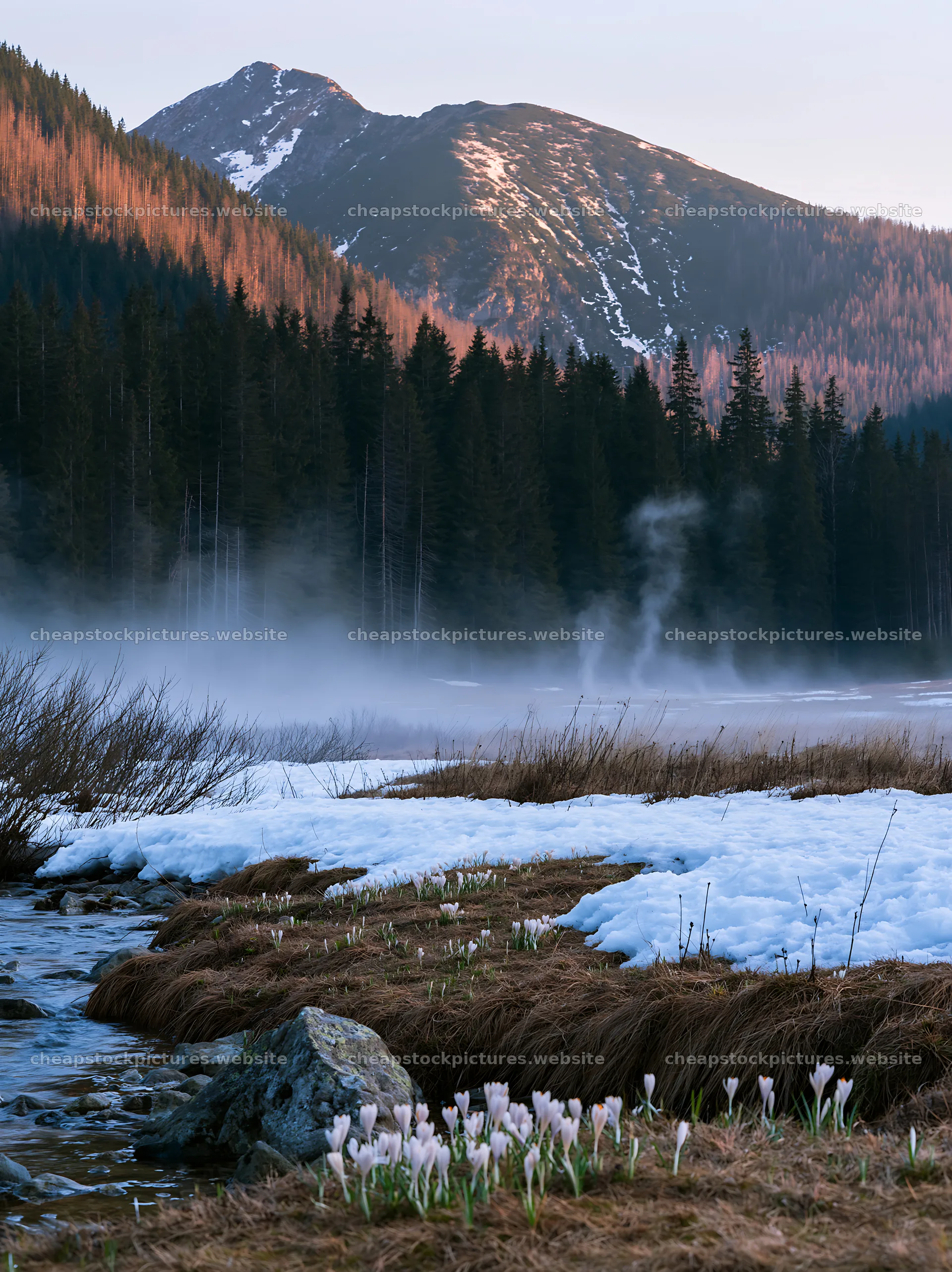 Snowmelt meadow with flowers and mountains in early morning light – stock pictures 6866x9174