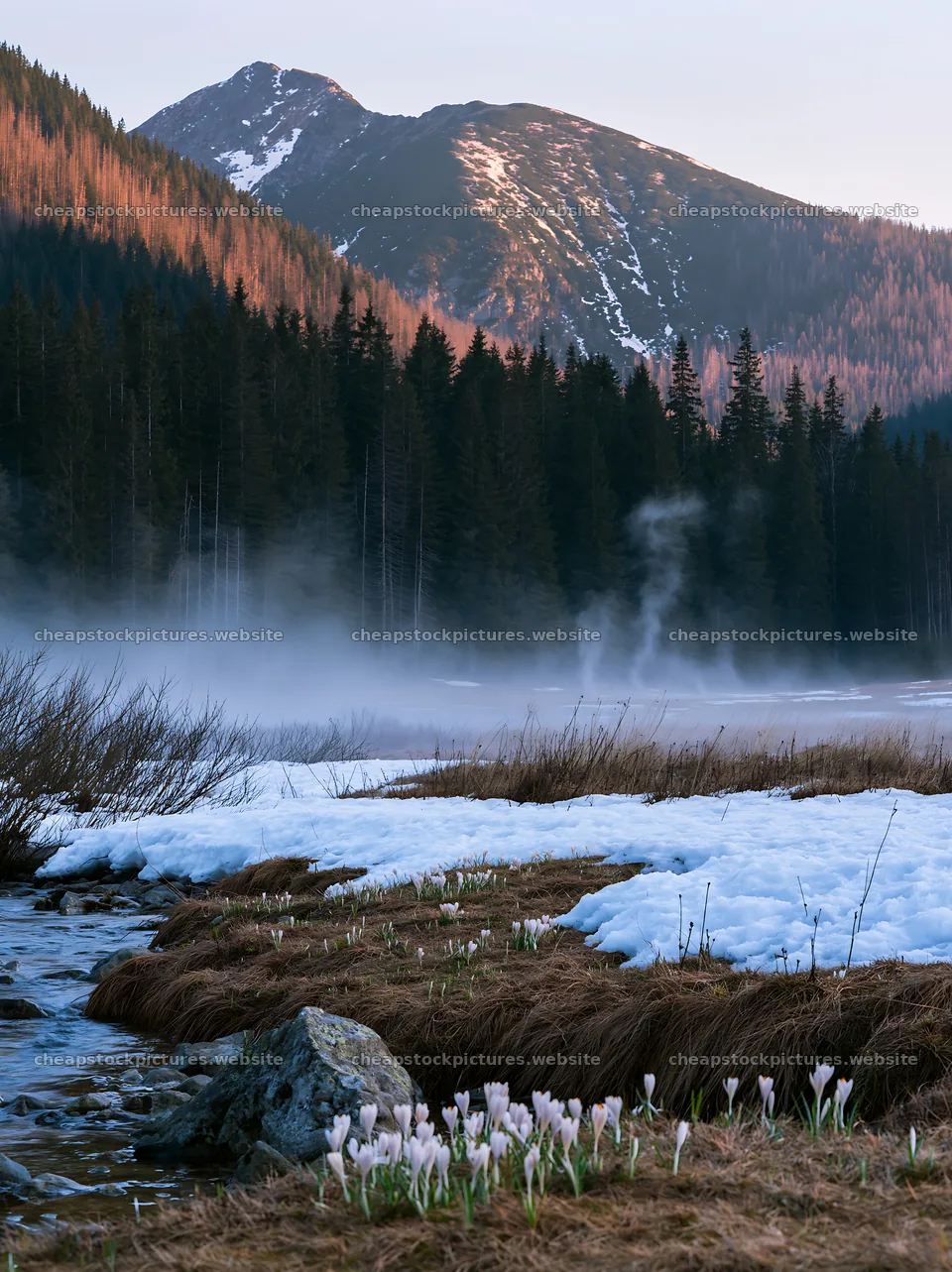 Snowmelt meadow with flowers and mountains in early morning light – stock pictures 6866x9174