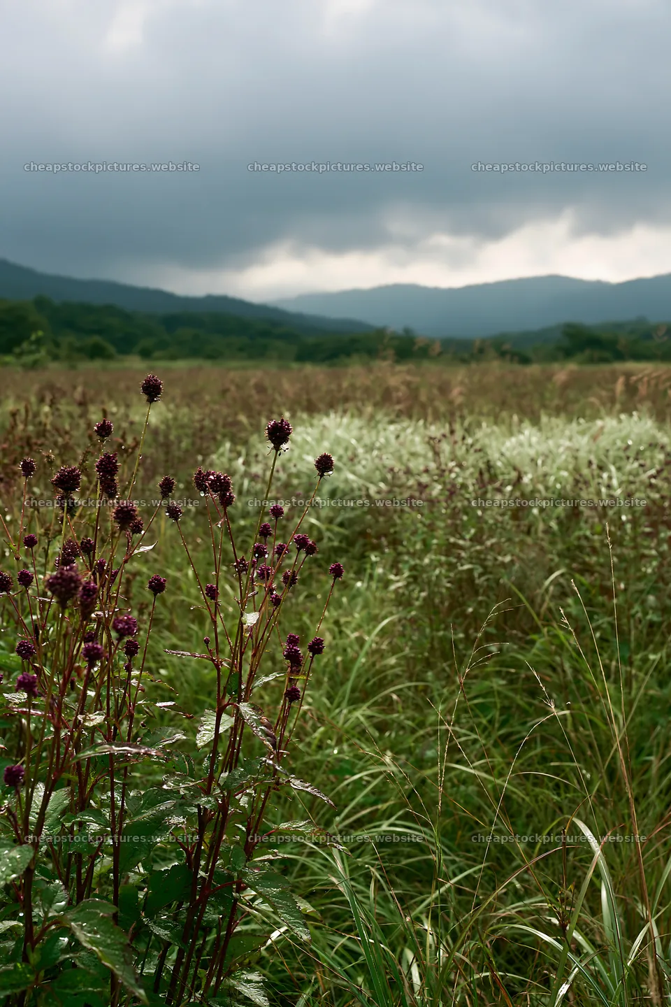 Rain refreshed meadow with seedheads in Iwate – stock pictures 6480x9722