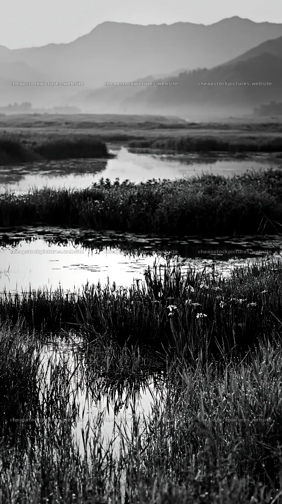 Niigata floodplain restoration meadow dew foreground – stock pictures 5938x10608