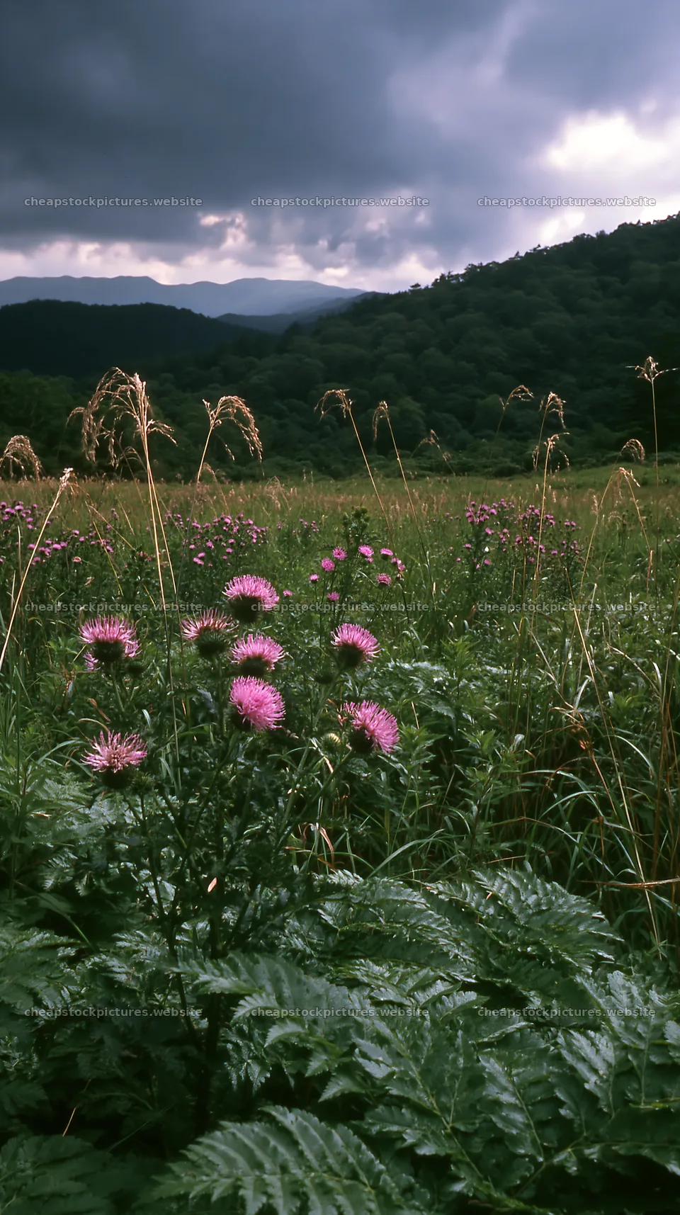 Nara summer meadow with fern foreground and blooming flowers – stock pictures 5938x10608