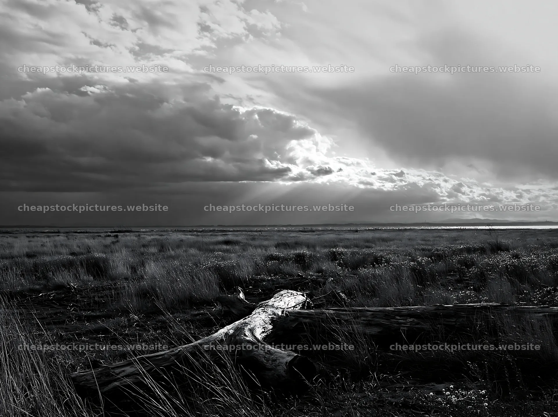 Chiba coastal climate meadow driftwood foreground – stock pictures 9174x6866