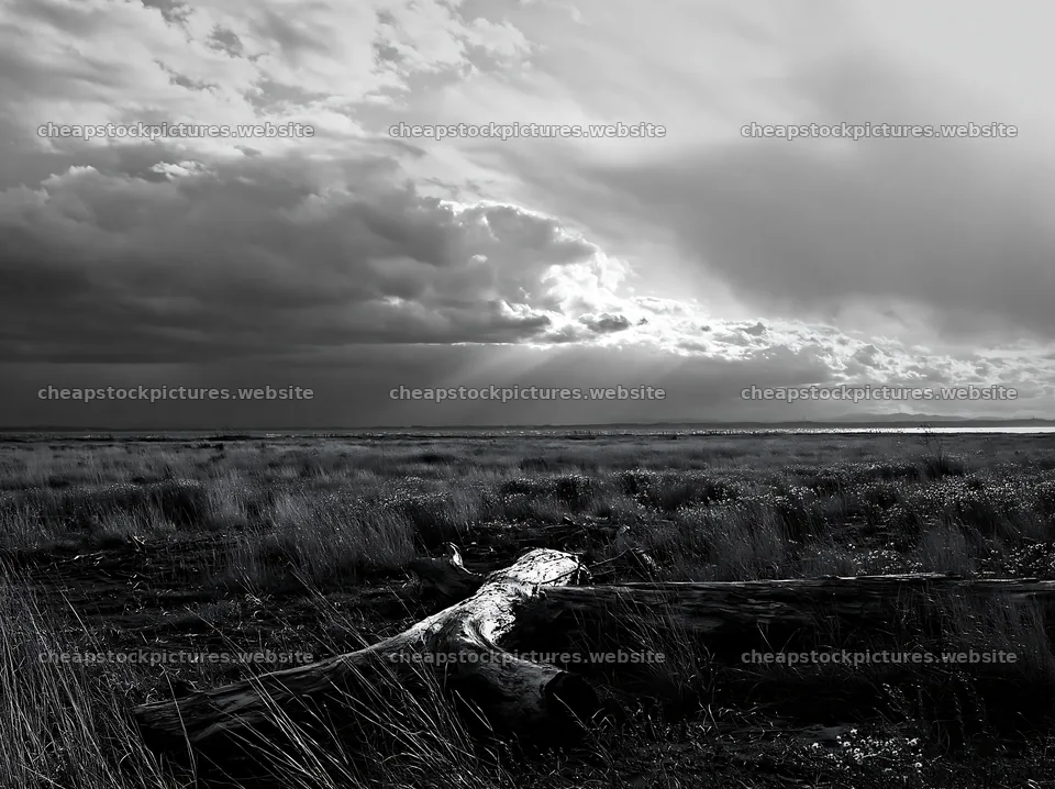 Chiba coastal climate meadow driftwood foreground – stock pictures 9174x6866