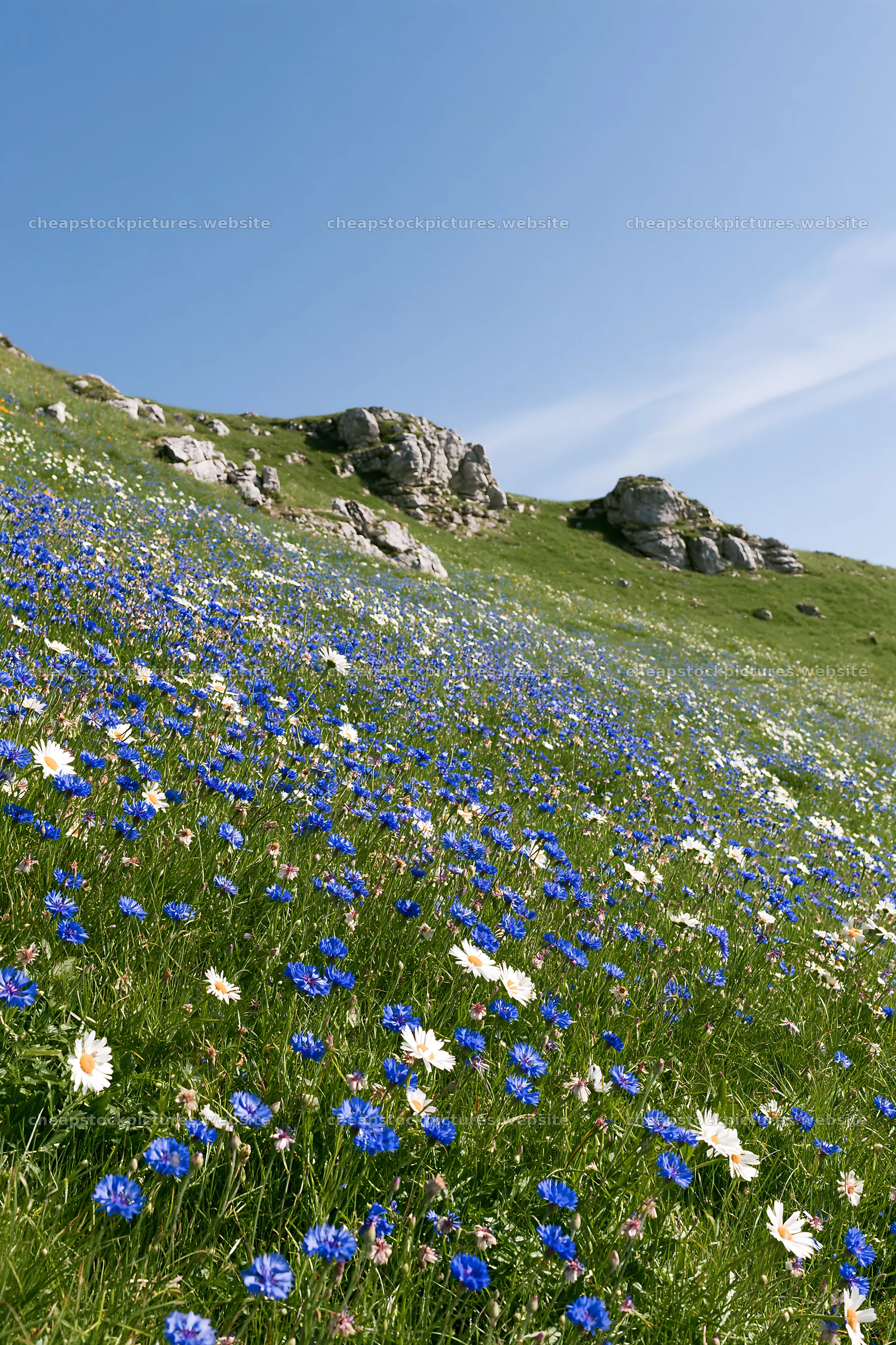 Cornflower meadow with rocks under clear blue sky – stock pictures 6480x9722