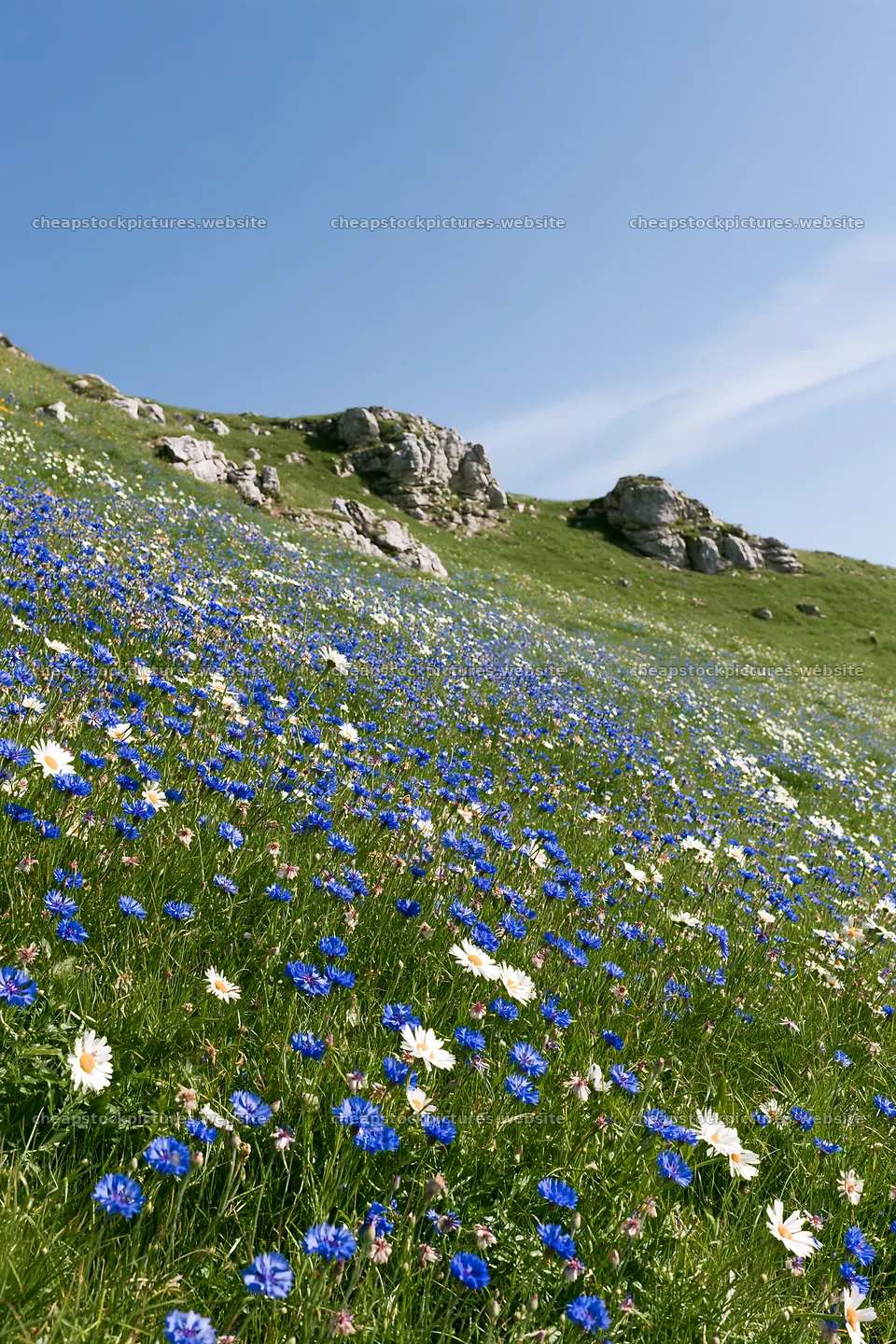 Cornflower meadow with rocks under clear blue sky – stock pictures 6480x9722