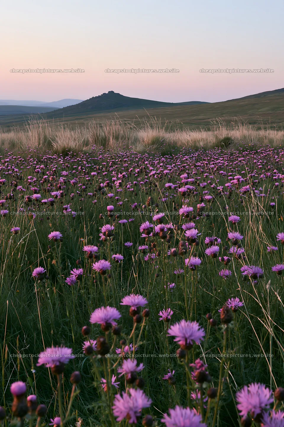 Knapweed blooming in a meadow at sunset – stock pictures 6480x9722