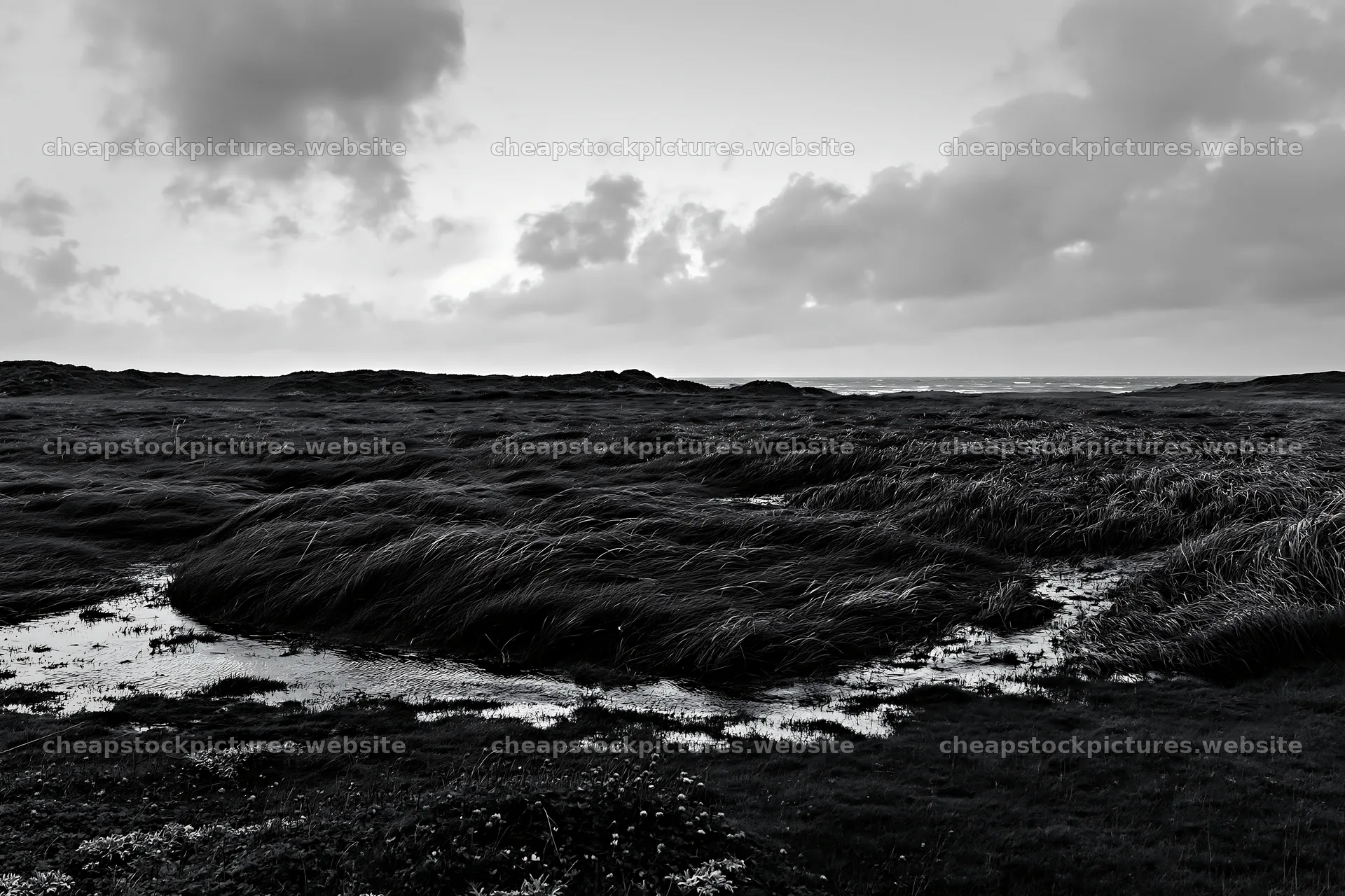 Meadow grass seedheads in a black and white landscape – stock pictures 9722x6480