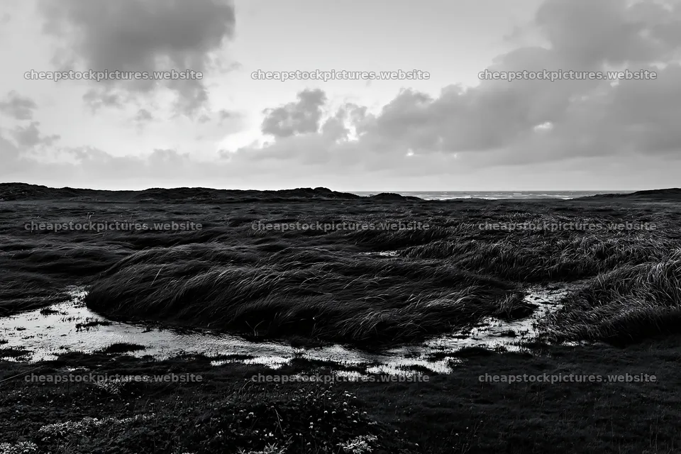 Meadow grass seedheads in a black and white landscape – stock pictures 9722x6480