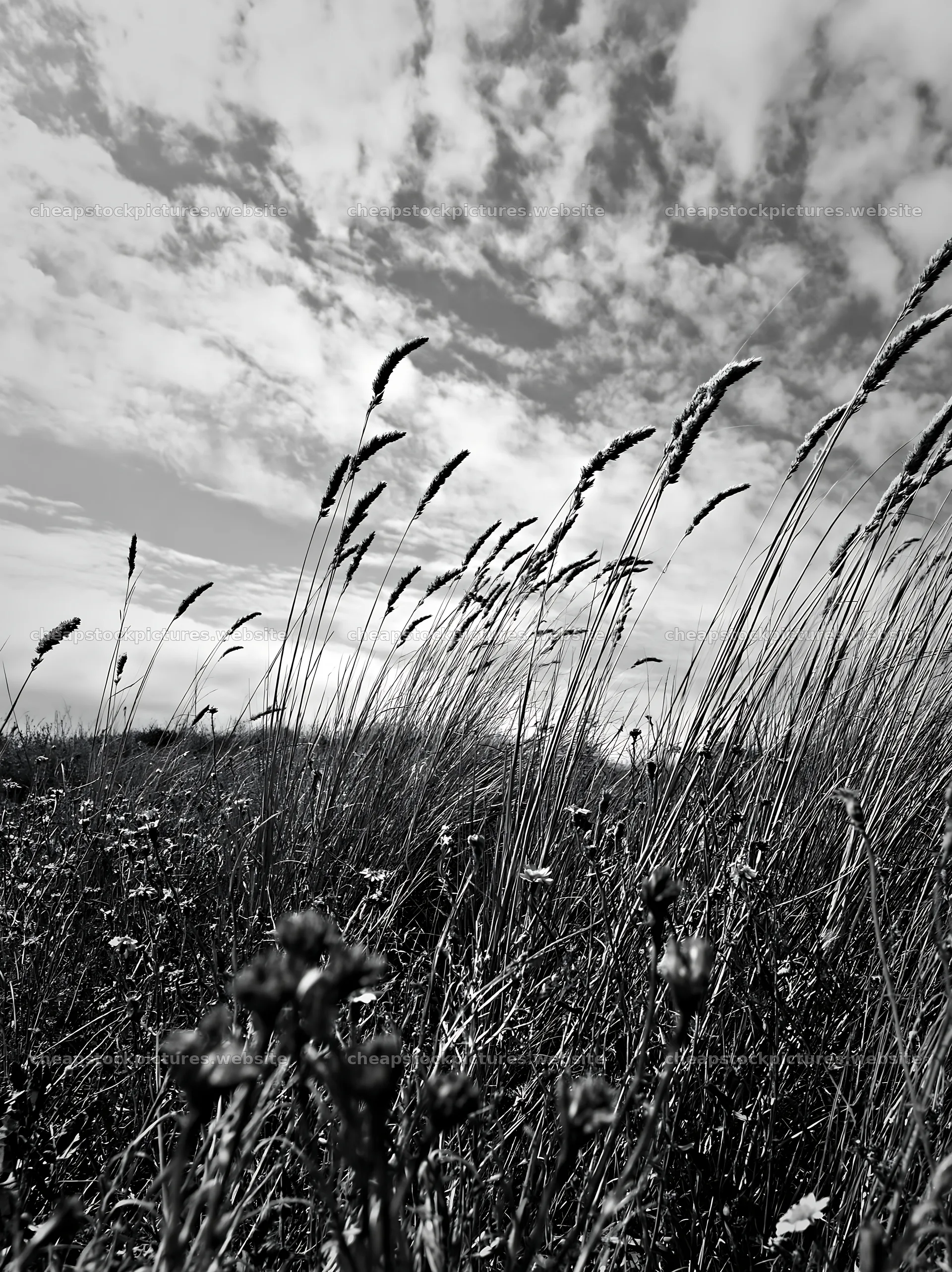 Drought-tolerant meadow with grass swaying in the wind – stock pictures 6866x9174