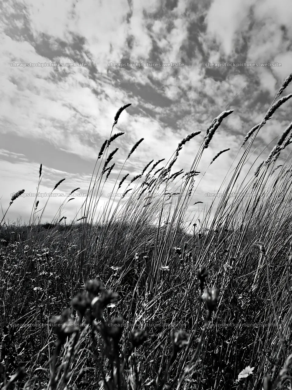 Drought-tolerant meadow with grass swaying in the wind – stock pictures 6866x9174