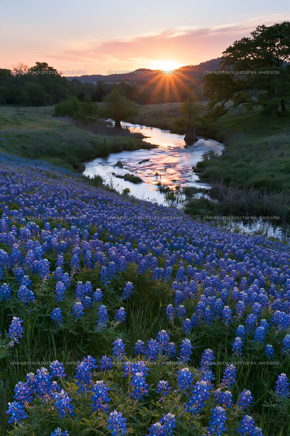 Bluebonnet meadow sunrise over a river and rolling hills – stock pictures 6480x9722