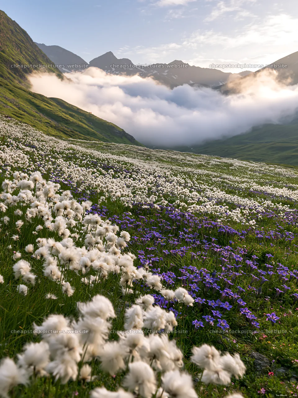 Swiss alpine meadow with wildflowers in serene daylight – stock pictures 6866x9174