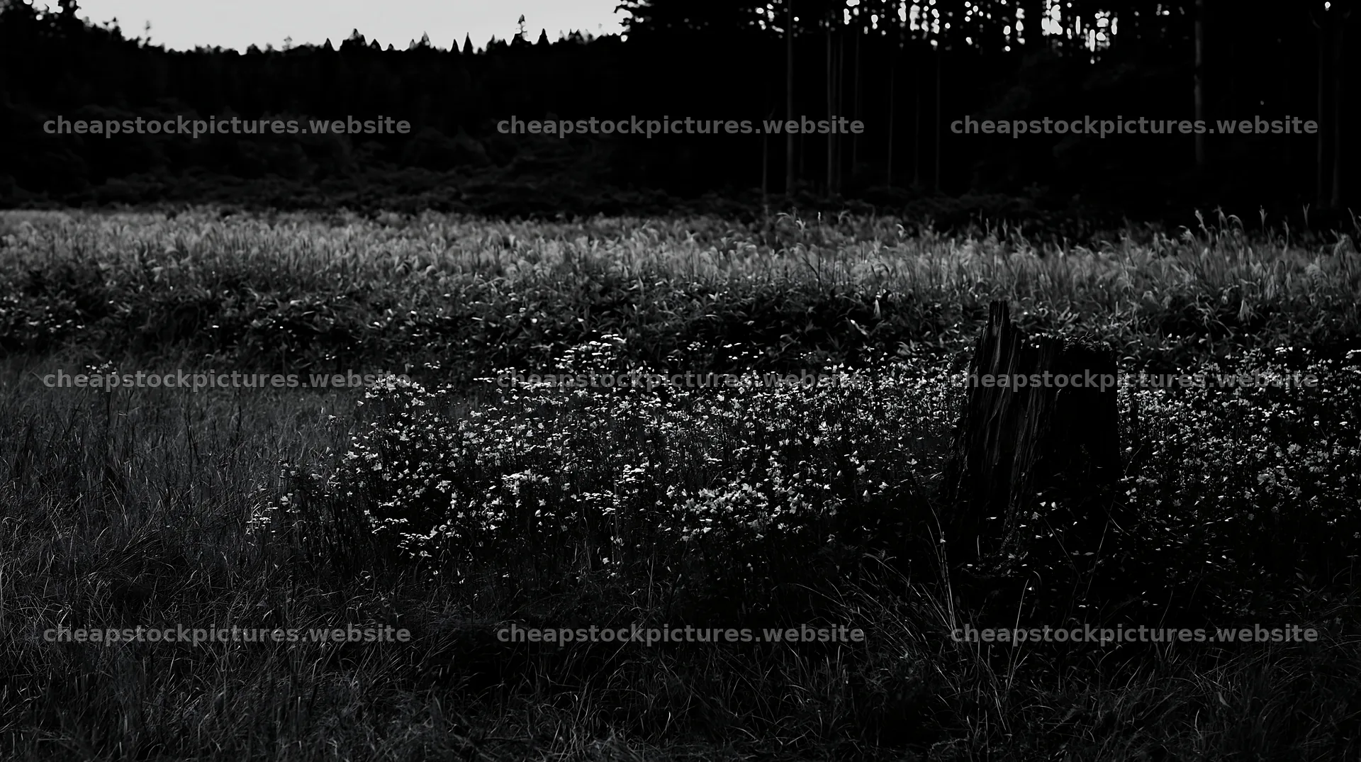 Fukushima native meadow with weathered stump – stock pictures 10608x5938