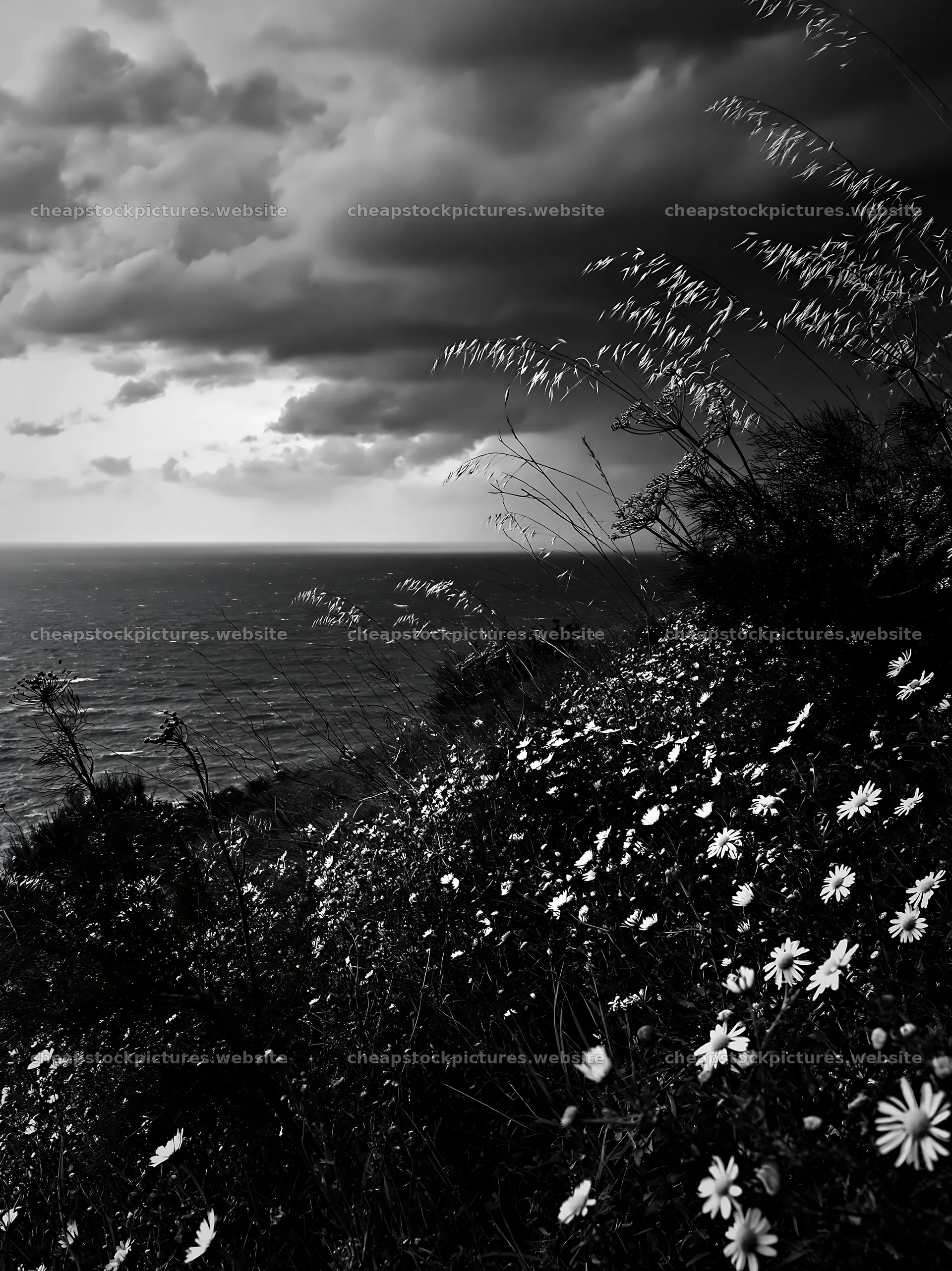 Seaside orchard meadow with flowers and ocean view – stock pictures 6866x9174