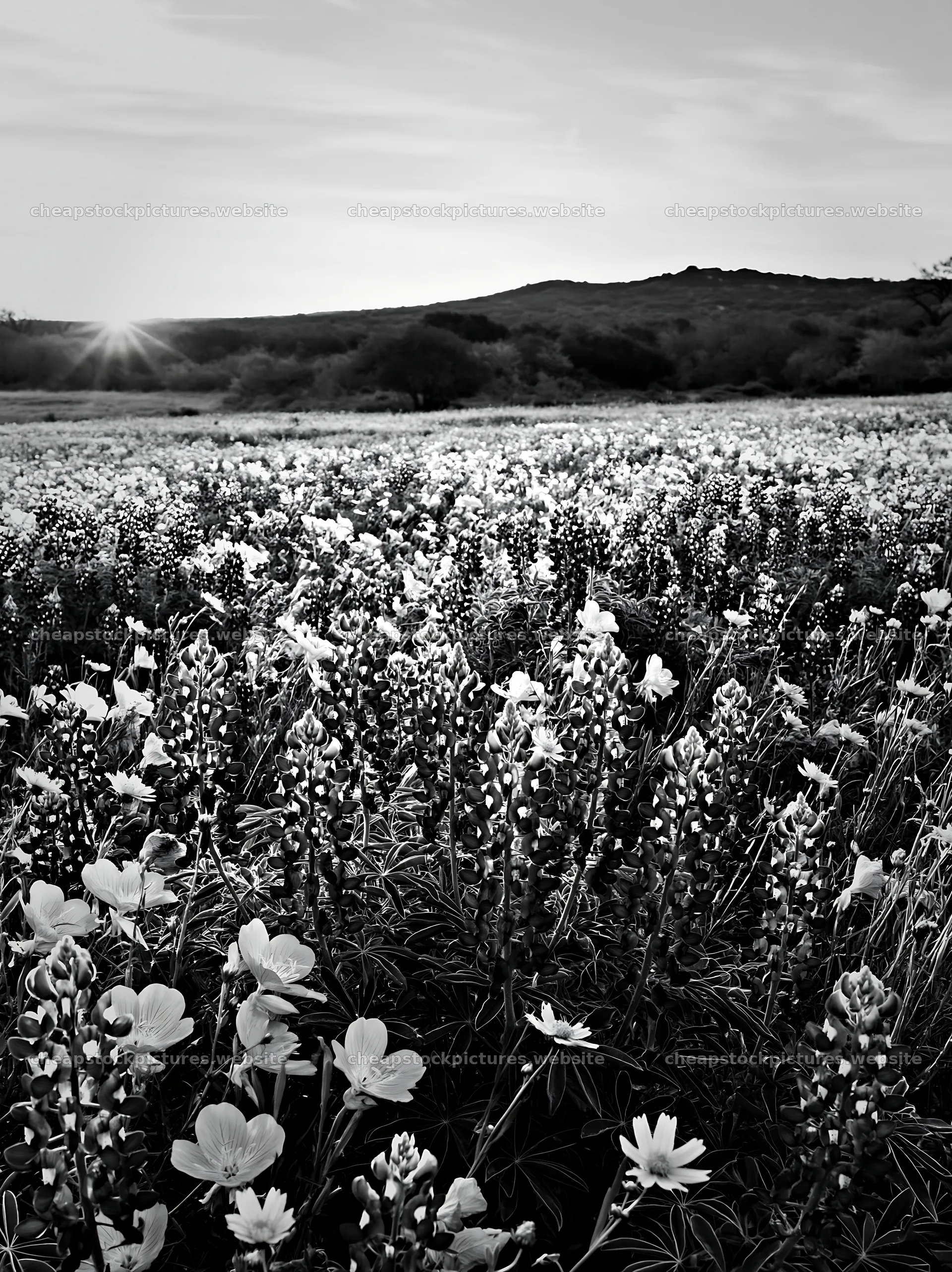 Bluebonnet meadow at sunrise in black and white – stock pictures 6866x9174