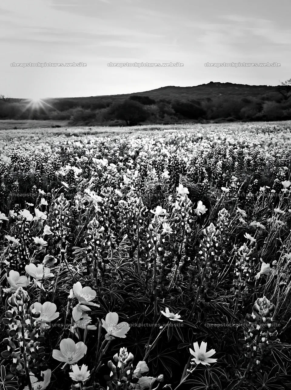 Bluebonnet meadow at sunrise in black and white – stock pictures 6866x9174