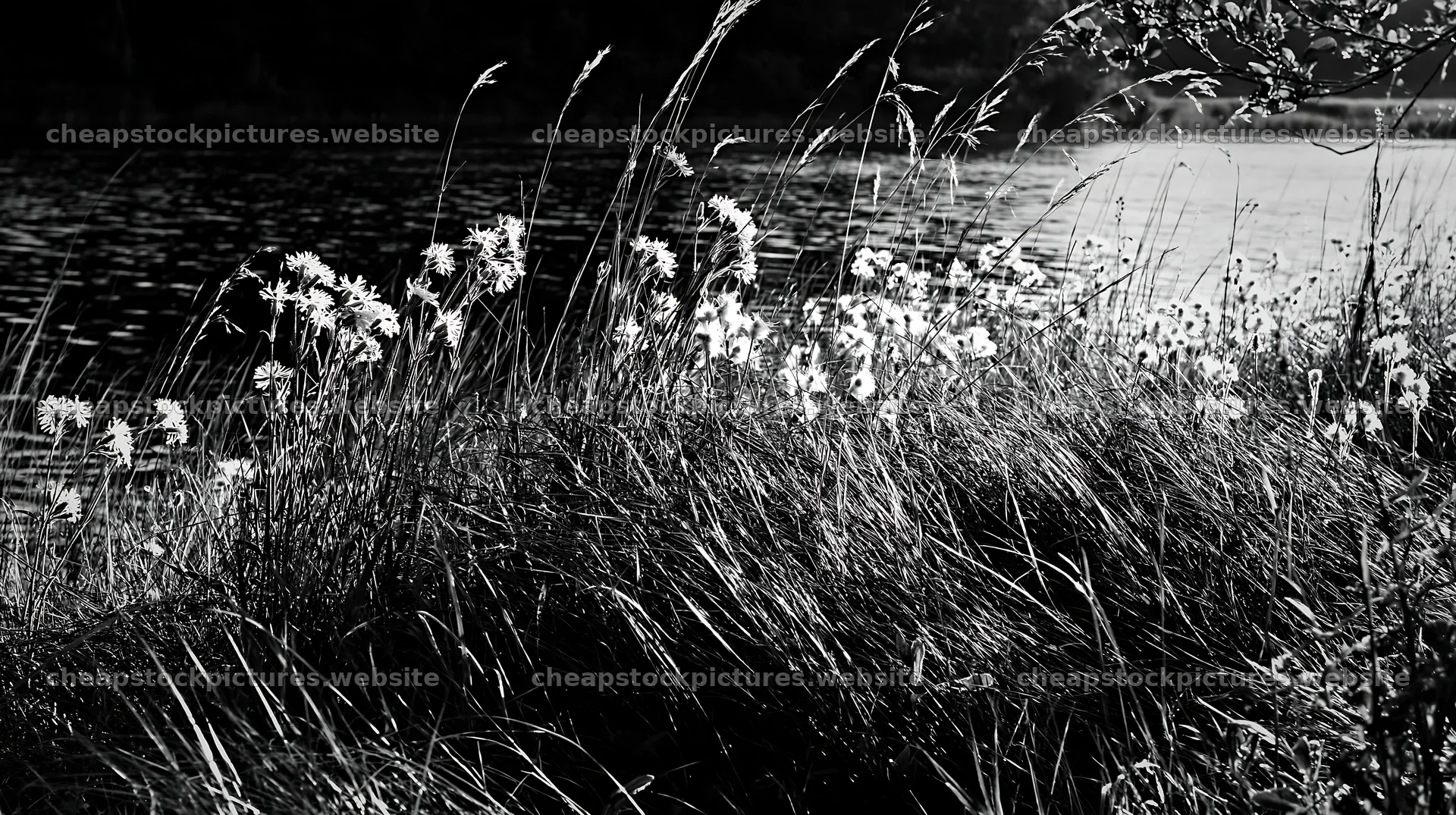 Sunlit lakeside meadow with wildflowers and tall grass – stock pictures 10608x5938