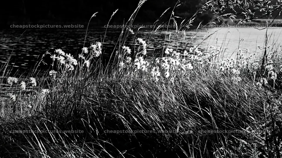 Sunlit lakeside meadow with wildflowers and tall grass – stock pictures 10608x5938
