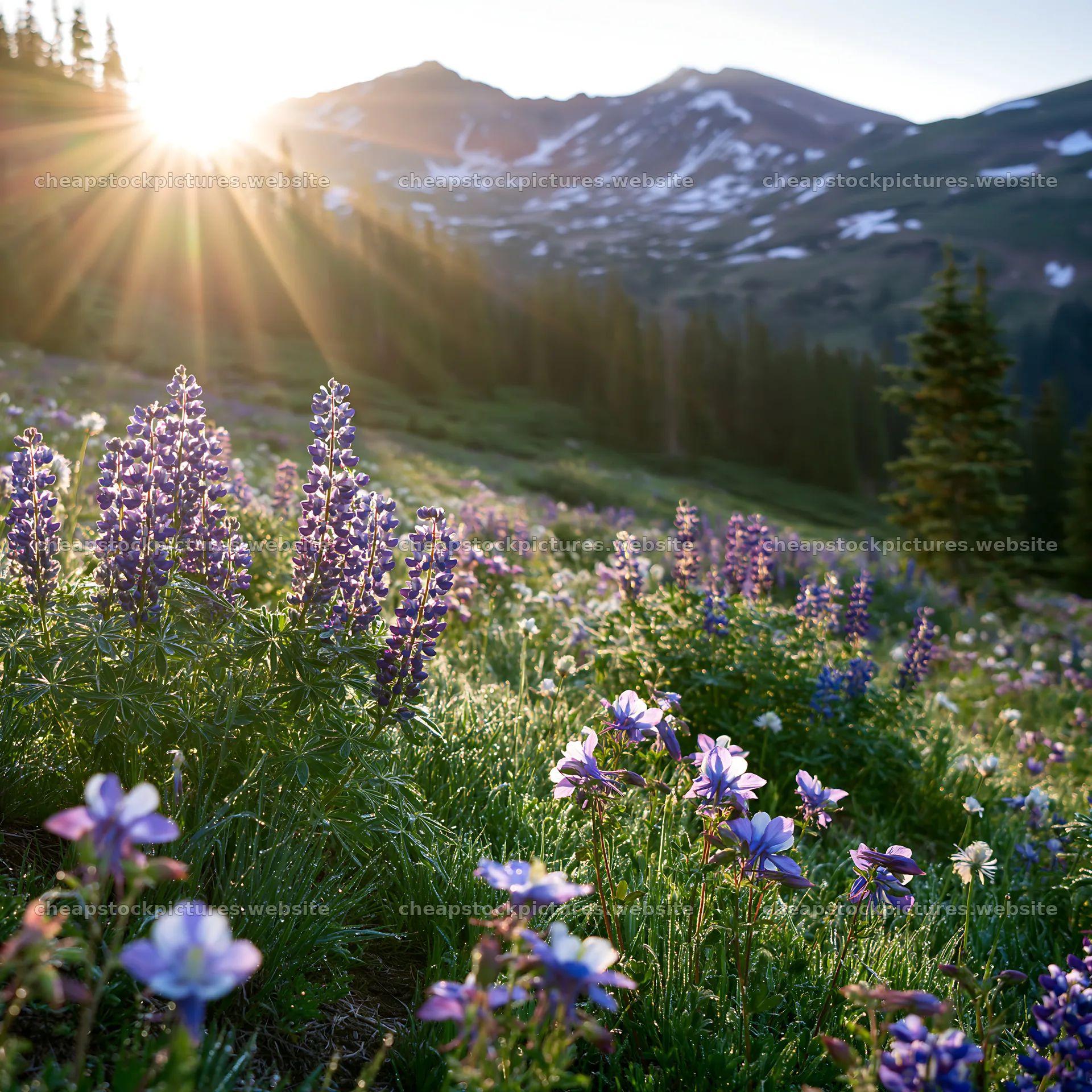 Sunrays shining on meadow with flowers and mountains – stock pictures 7938x7938
