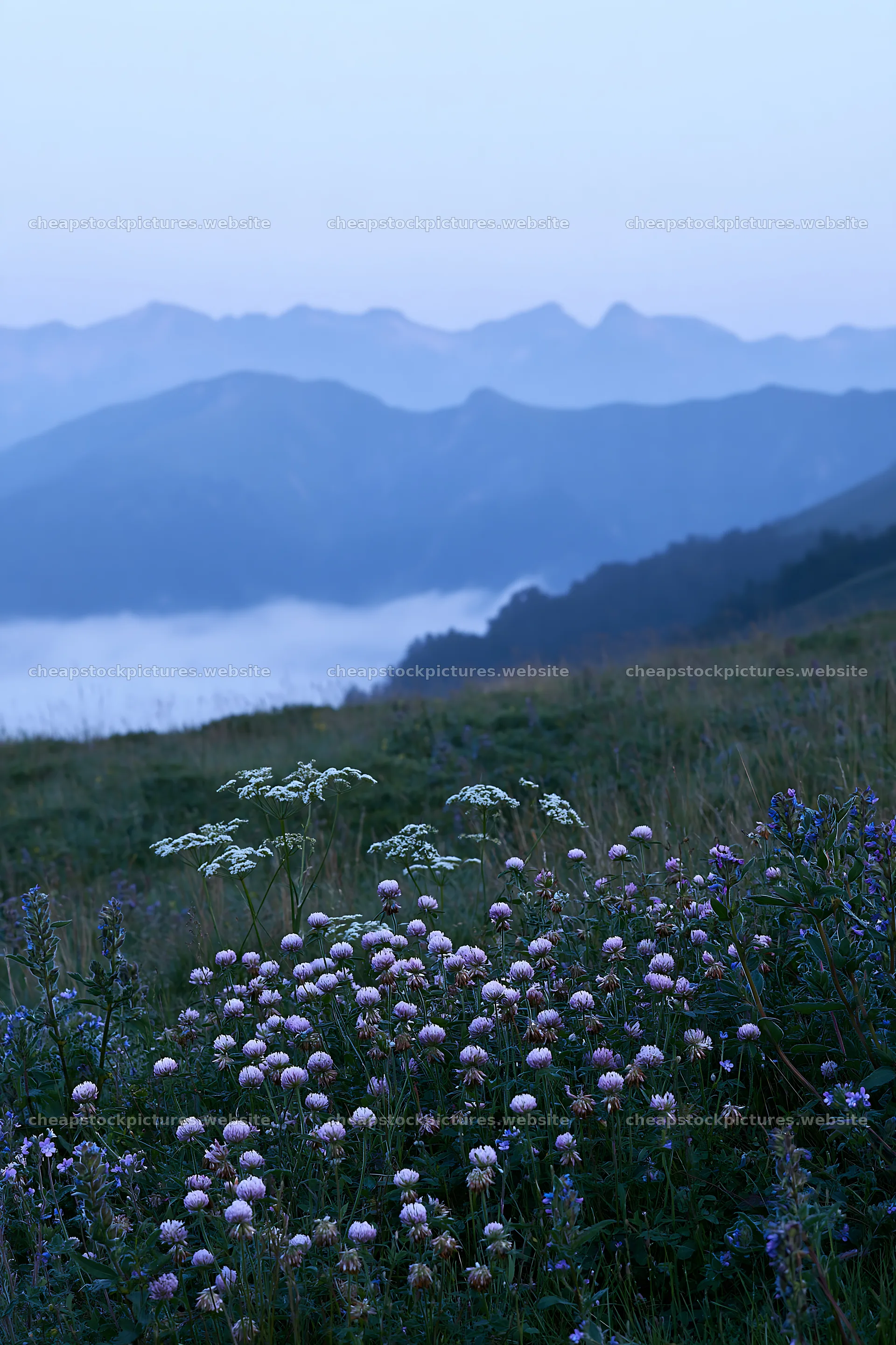 Clover speedwell meadow in early morning light – stock pictures 6480x9722