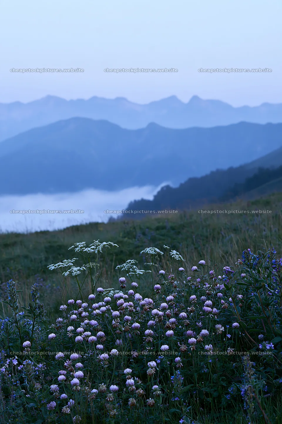 Clover speedwell meadow in early morning light – stock pictures 6480x9722