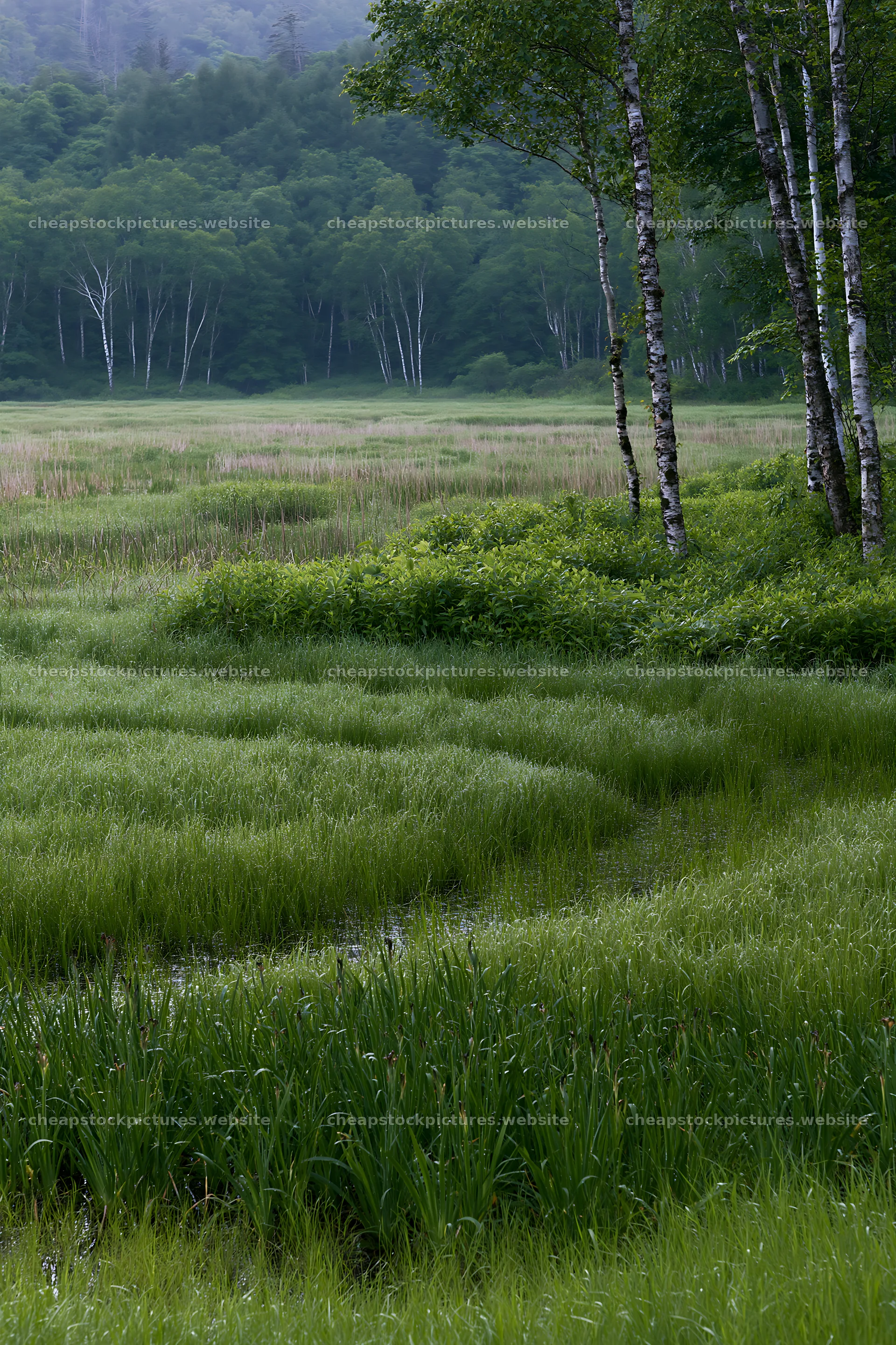 Expansive Hokkaido restoration meadow with dewdrops – stock pictures 6480x9722