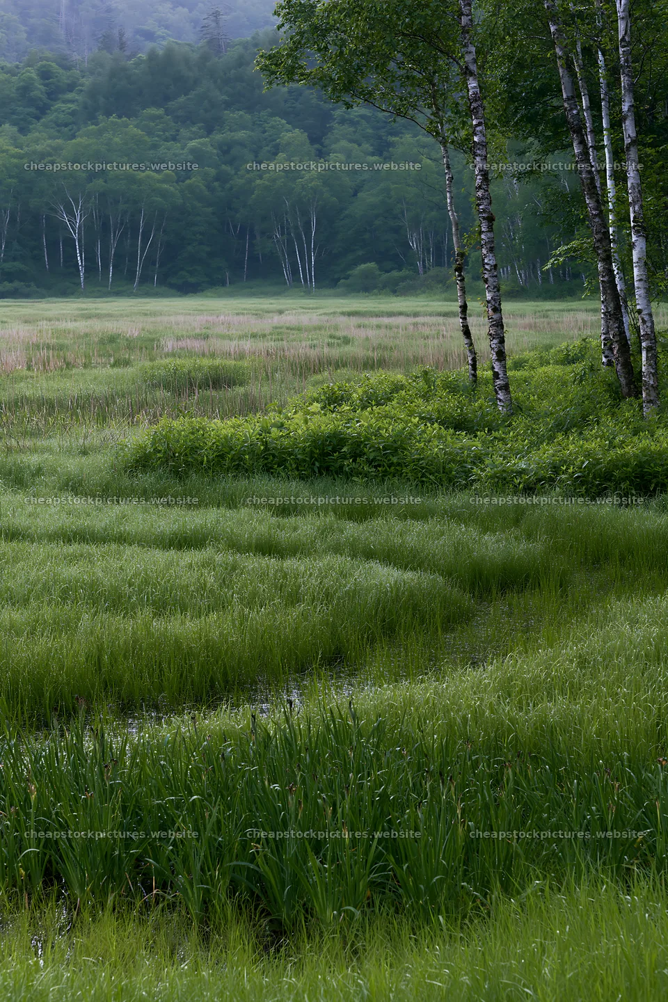 Expansive Hokkaido restoration meadow with dewdrops – stock pictures 6480x9722