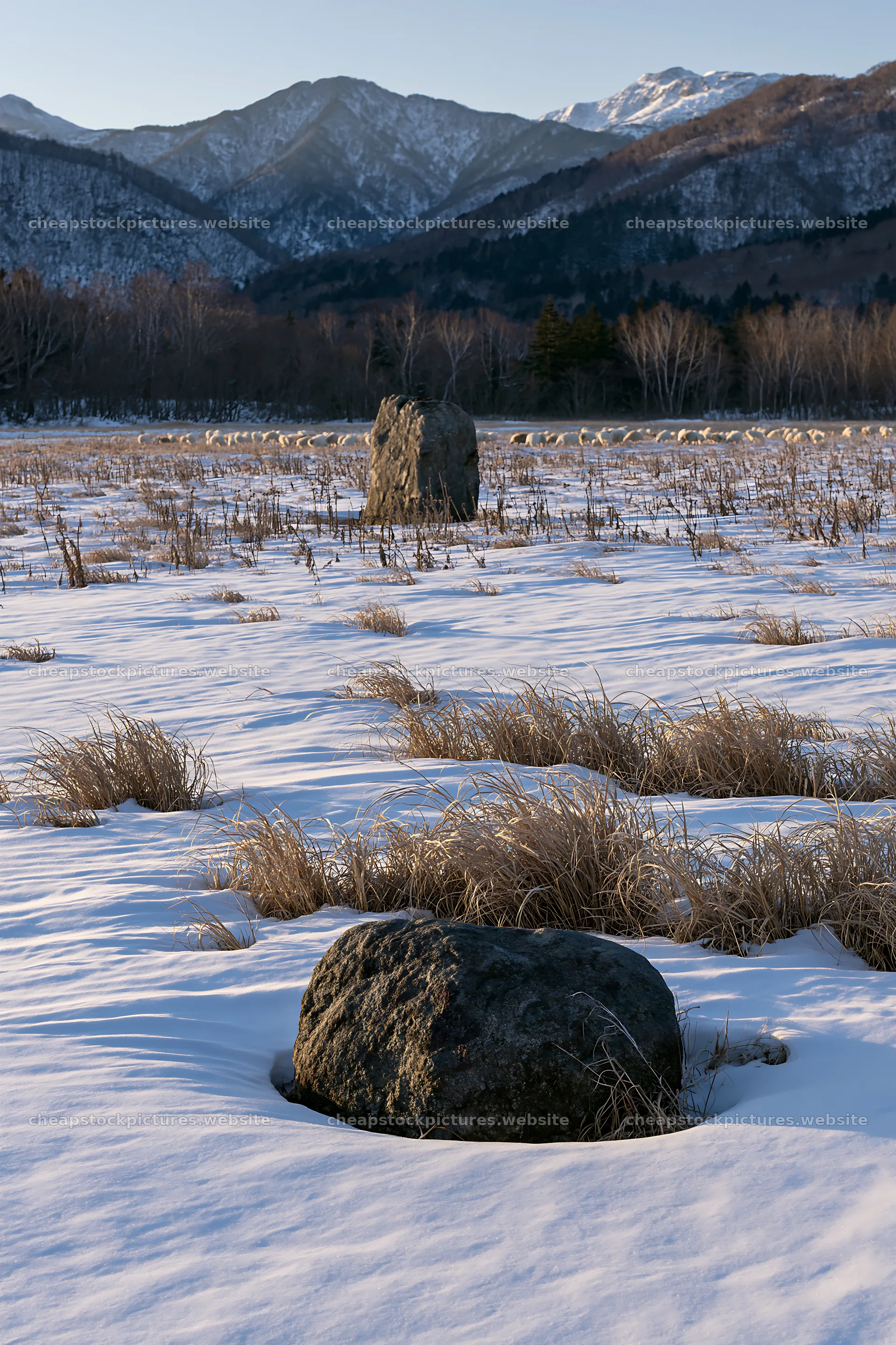 Aomori climate resilient meadow with boulder in winter setting – stock pictures 6480x9722