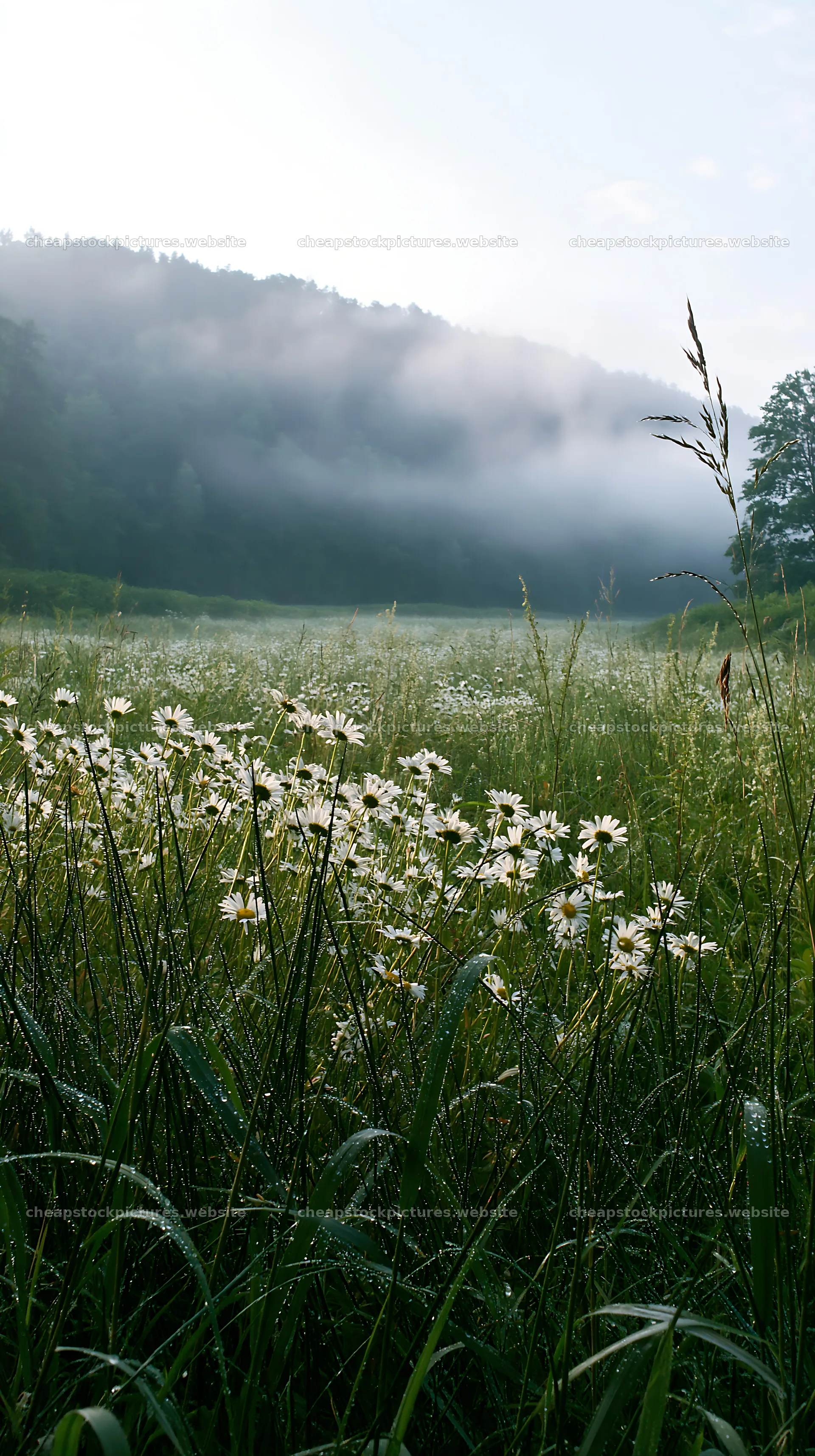 Saga floodplain meadow with reed and white flowers in morning – stock pictures 5938x10608