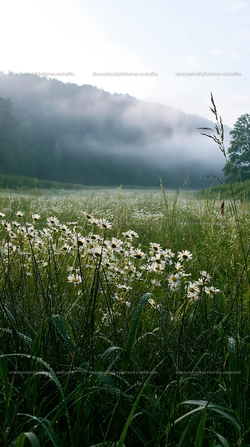 Saga floodplain meadow with reed and white flowers in morning – stock pictures 5938x10608