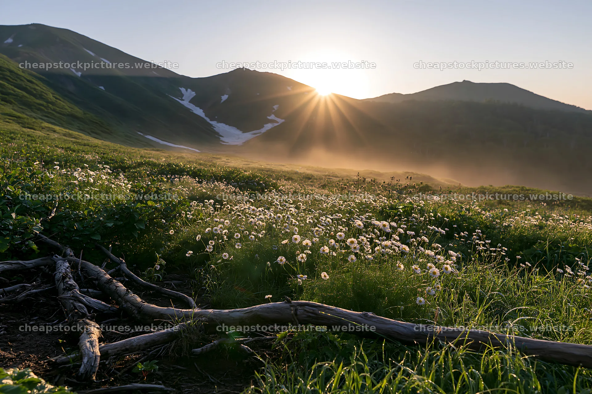 Yamagata rewilded meadow with fallen branch at sunset – stock pictures 9722x6480