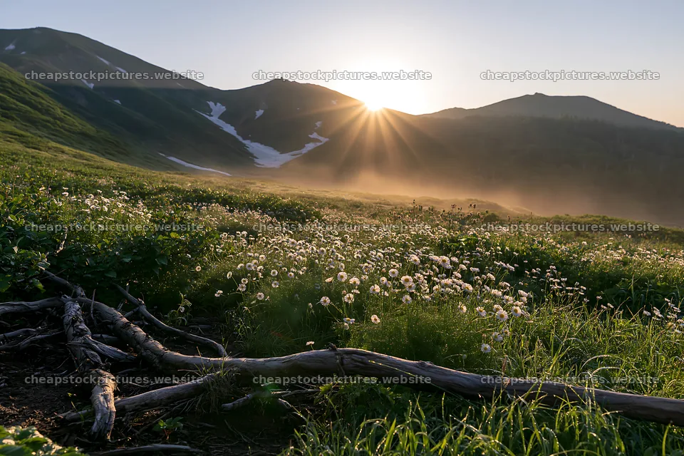Yamagata rewilded meadow with fallen branch at sunset – stock pictures 9722x6480