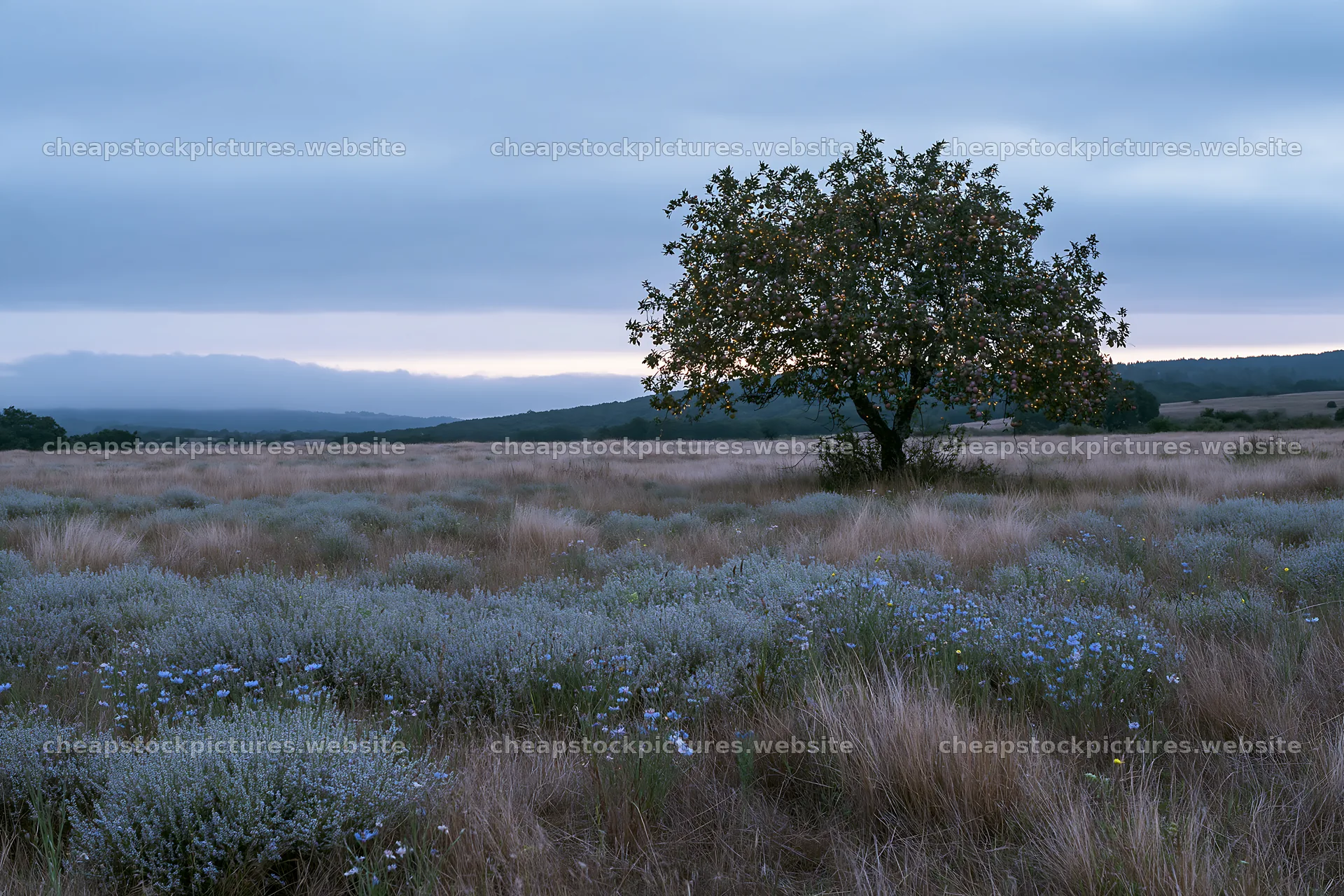 Apple tree in meadow with thyme and wildflowers at dusk – stock pictures 9722x6480