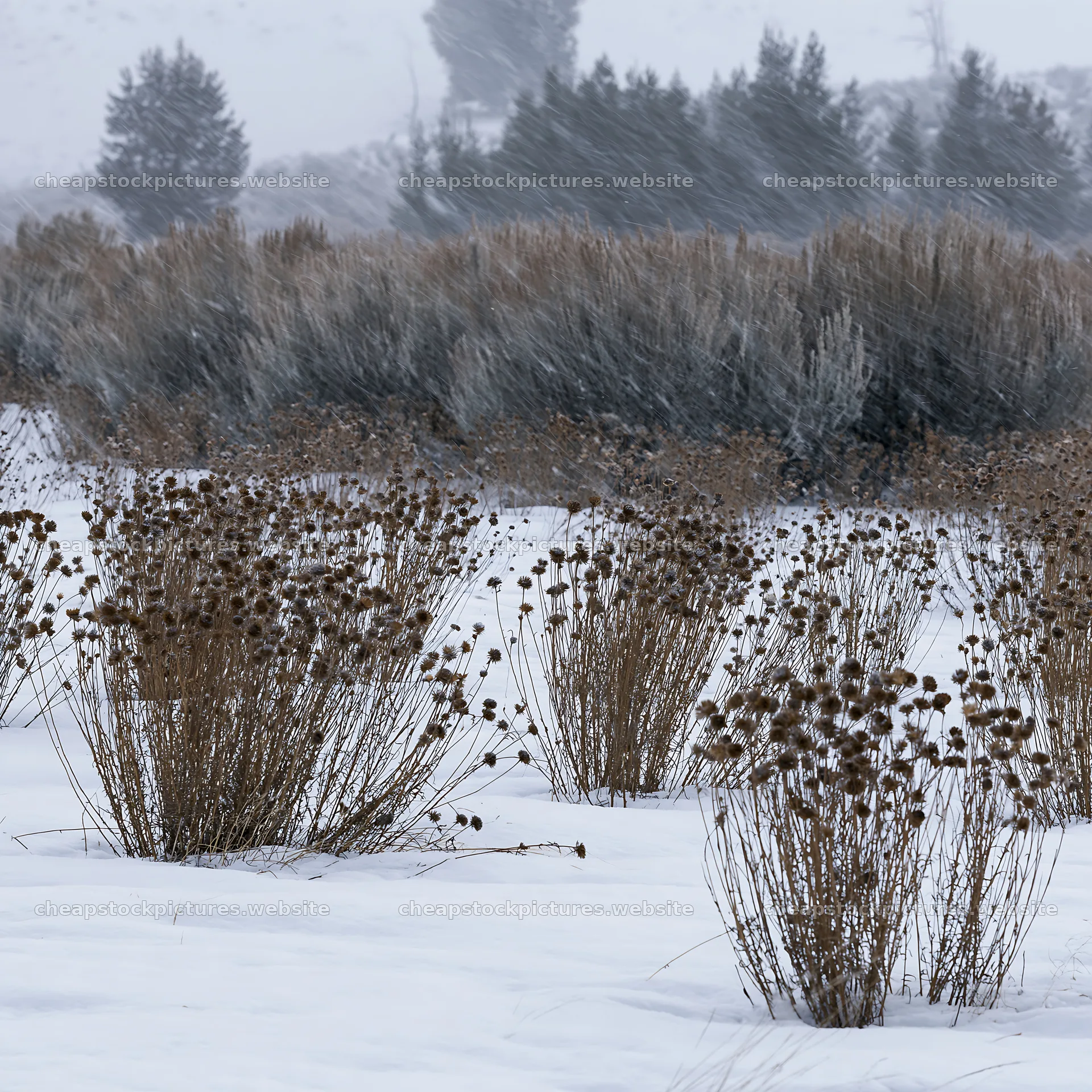 Snowbound meadow with plants in winter weather – stock pictures 7938x7938