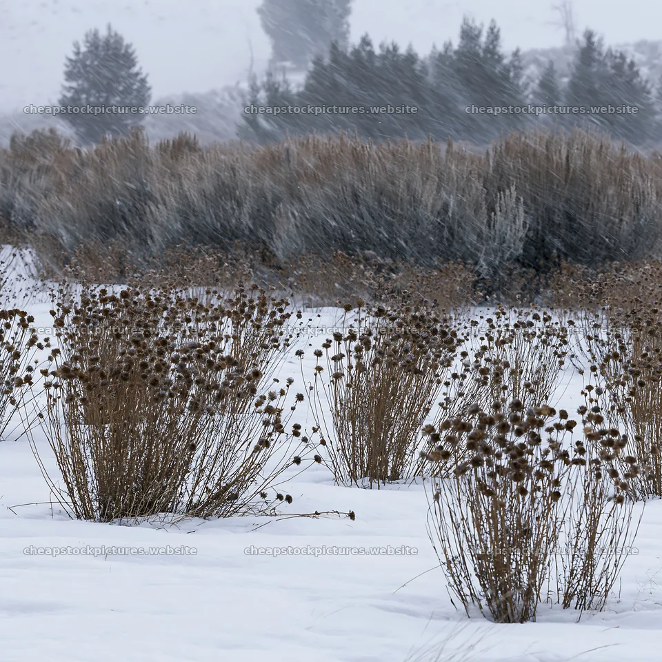Snowbound meadow with plants in winter weather – stock pictures 7938x7938