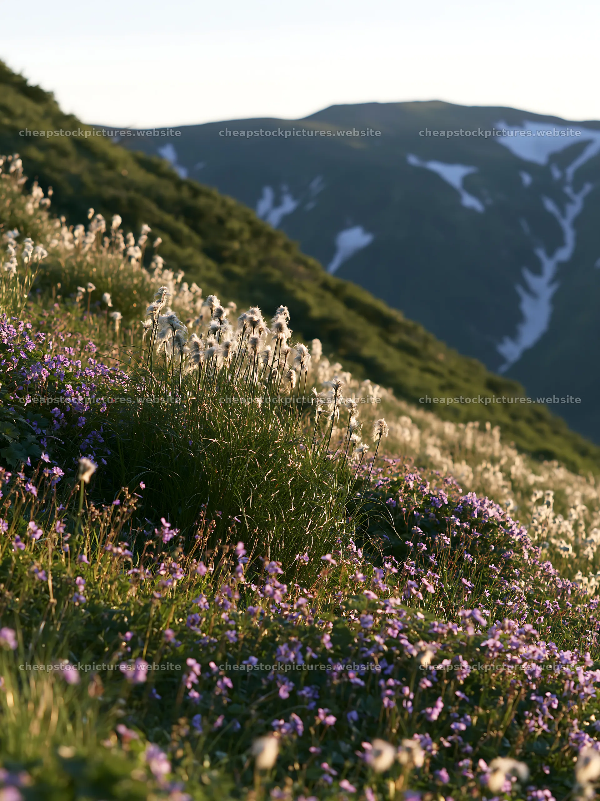 Akita snowmelt meadow with silver grasses and colorful flowers – stock pictures 6866x9174
