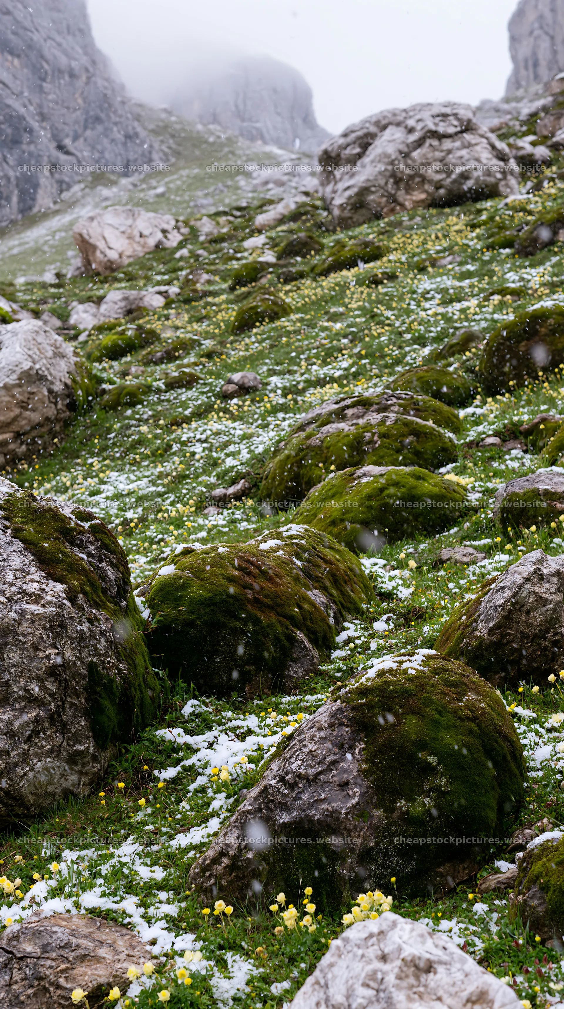 Mossy boulders in a meadow with snow and flowers – stock pictures 5938x10608
