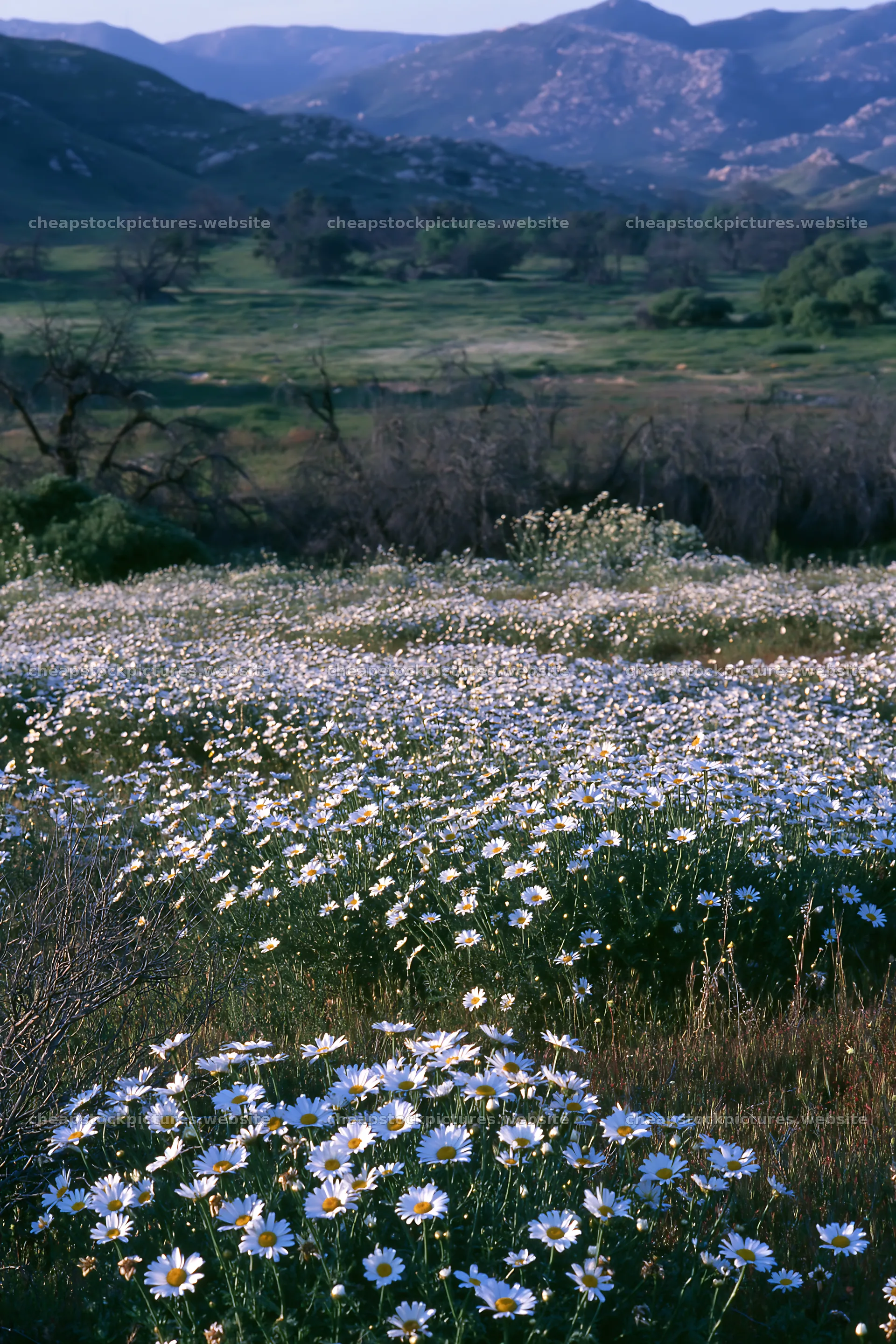 Cloudy foothill meadow with wildflowers in the foreground – stock pictures 6480x9722