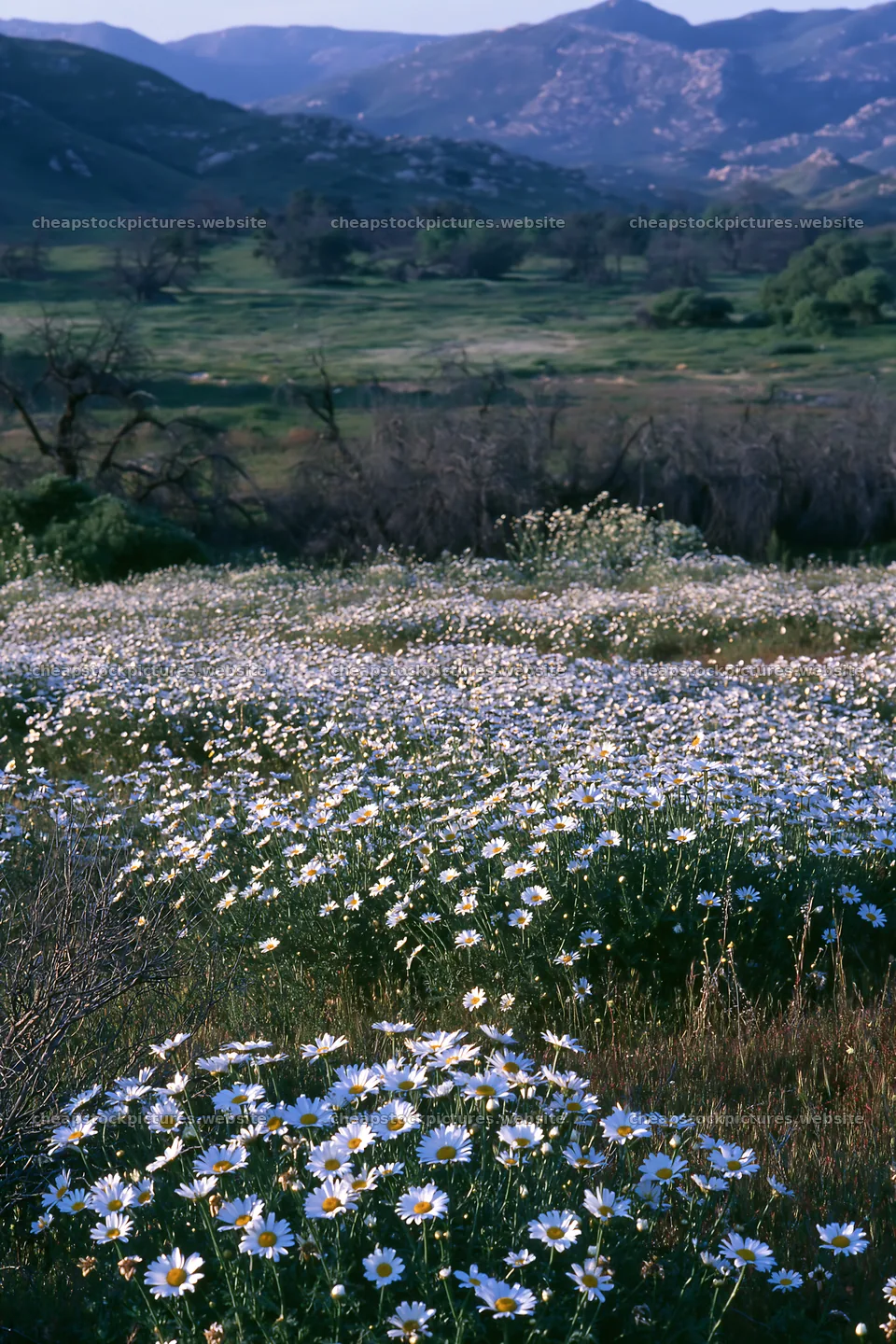 Cloudy foothill meadow with wildflowers in the foreground – stock pictures 6480x9722