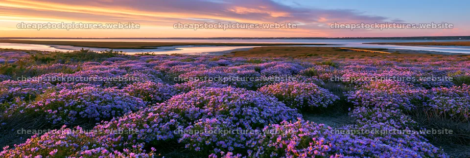 Colorful aster meadow at sunset near a calm river – stock pictures 13690x4602